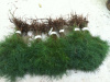 Our Best Seller 6&quot; to 12&quot; White Pine Starter seedlings Quantity 250 Free Shipping 